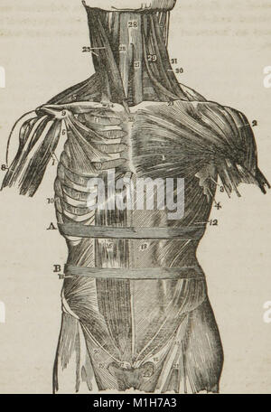 Anatomy and physiology - designed for academies and families (1847) (14779471214) Stock Photo