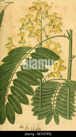 American medical botany, being a collection of the native medicinal plants of the United States, containing their botanical history and chemical analysis, and properties and uses in medicine, diet and (17968802538) Stock Photo
