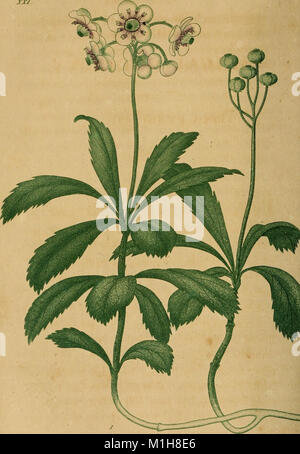 American medical botany, being a collection of the native medicinal plants of the United States, containing their botanical history and chemical analysis, and properties and uses in medicine, diet and (18153097752) Stock Photo