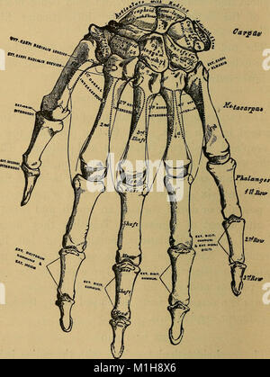 A treatise on practical anatomy- for students of anatomy and surgery (1891) (14748874176) Stock Photo