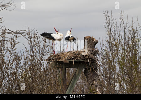 White stork Ciconia ciconia pair at nest in bill clattering display at the Marias Vigueirat Reserve Regional Nature Park of the Camargue France Februa Stock Photo