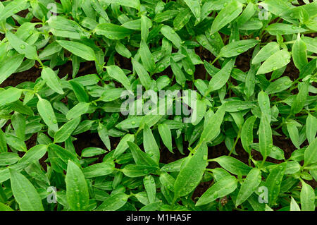 Young green pepper seedlings on a bed Stock Photo