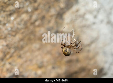 European cave spider Stock Photo