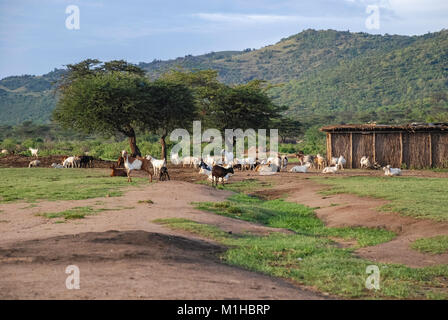 Goats in Masai village.Masai Mara National Park, Kenya Africa Stock Photo