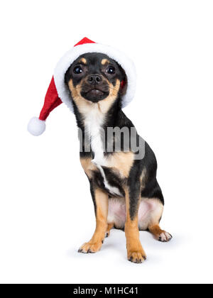 black chiwawa dog sitting wearing christmas hat looking at the camera isolated on white background Stock Photo