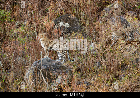 female leopard and playing cub, Panthera pardus, in Serengeti National Park, UNESCO world heritage site, Tanzania, Africa Stock Photo