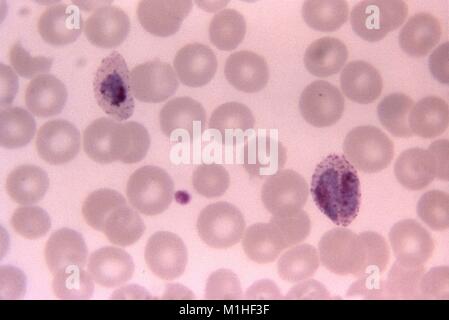 Photomicrograph of the malaria parasite Plasmodium Ovale growing as a double trophozoite in one red blood cell and a single trophozoite, on a thin film blood smear, 1966. Image courtesy CDC/Dr. Mae Melvin. () Stock Photo