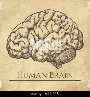 Brain retro anatomic etching. Anatomical brains old drawing sketch or anatomy engraving with human mind vector illustration Stock Vector