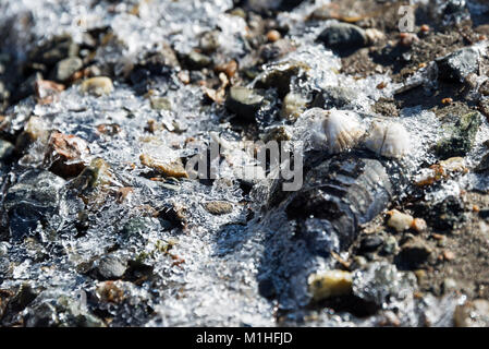 A skim of ice forms on the mudflats at low tide, freezing mussel shells, barnacles, and pebbles in place, Northeast Harbor, Maine. Stock Photo