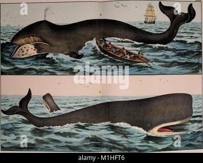 Color illustration depicting two types of whales, figure a showing a bowhead whale, Balaeana mysticetus, with open mouth, blowing water from its spout, while being approached by a whaling dinghy, with a larger ship in the background, and figure b showing two sperm or cachalot whales, Physeter macrocephalus, one on the surface, the other surfacing only its head, both with open mouths, from the volume 'Natural History of the Animal Kingdom for the Use of Young People' authored by W. F. (William Forsell) Kirby, Gotthilf Heinrich von Schubert, and Edgar Alexander Mearns, 1889. () Stock Photo