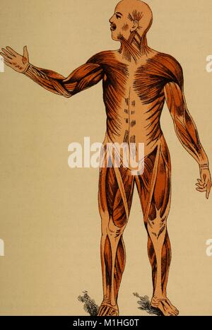 Color illustration of the human muscular system, captioned 'Muscles, ' showing the frontal view of a male body, with head turned to one side, one hand raised, and one foot in front of the other, from page 32 of the book ' The Eclectic Guide to Health or Physiology and Hygiene, ' authored by Eli F Brown, 1887. Courtesy Internet Archive. ()