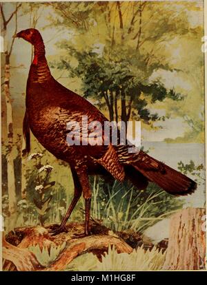 Profile view, color illustration of a brown feathered Wild Turkey standing on a stump in a grassy and flowered foreground, with trees and water in the background, from page 406 of the book 'Birds that Hunt and are Hunted, ' authored by Neltje Blanchan, 1905. Courtesy Internet Archive. ()