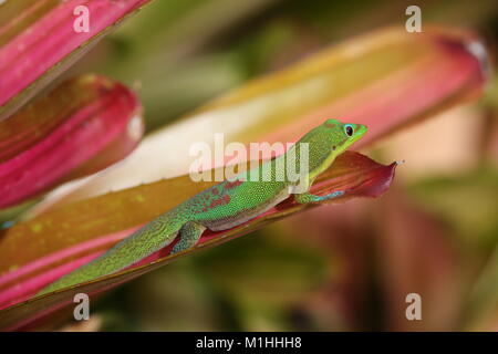 Gold dust day gecko on Bromeliad plant leaf, Hawaii Stock Photo
