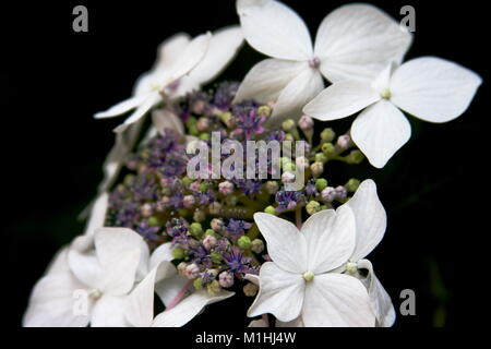 Velvet and Lace, Hydrangea Aspera Stock Photo