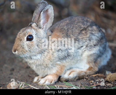 Nuttall's cottontail (Sylvilagus nuttallii), Midland Provincial Park, Drumheller, Alberta, Canada Stock Photo