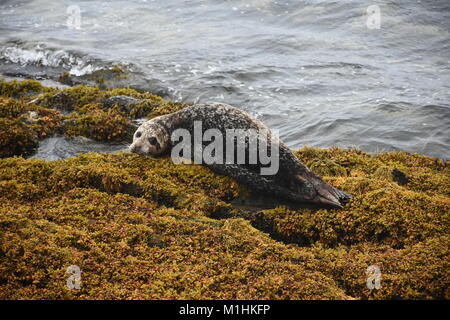 Harbor seal resting on a rock covered by kelp. Stock Photo