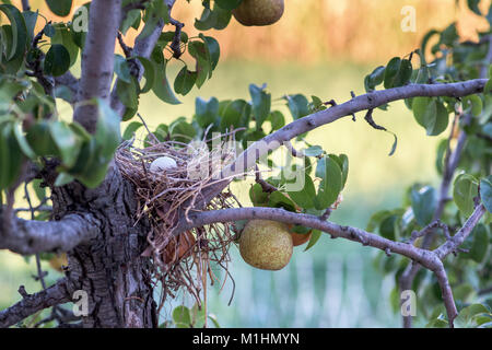 Thug egg in nest in a  pear tree Stock Photo