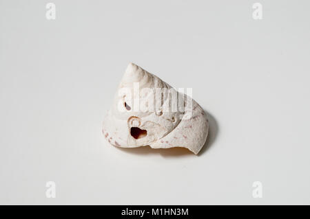 leaky shell on white background Stock Photo