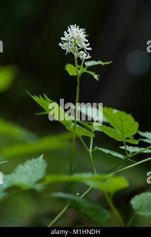 Actaea spicata,Aehriges Christophskraut,Schwarzfruechtiges Christophskraut,Bane Berry Stock Photo