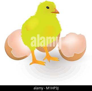 Little chicken in front of the eggshell, vector Stock Vector
