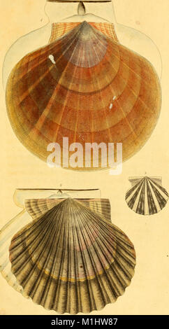 American marine conchology; or Descriptions and coloured figures of the shells of the Atlantic coast of North America (1831) (17969767529) Stock Photo