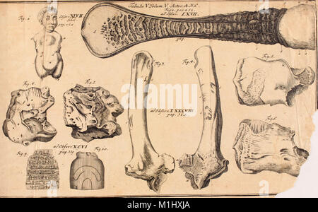 Acta physico-medica Academia Caesareae Leopoldino-Carolinae Naturae Curiosorum (1740) (14773015825) Stock Photo