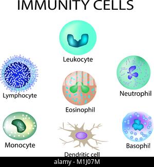 Cells of immunity. Set. Leukocyte, lymphocyte, eosinophil, neutrophil, monocyte, basophil dendritic cell Vector illustration on isolated background Stock Vector