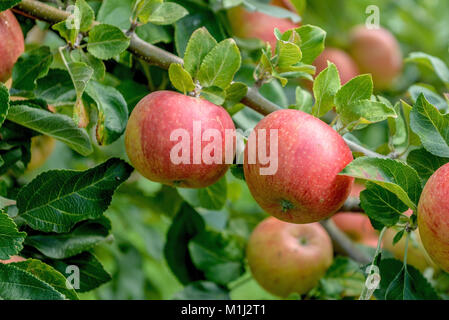 Apple (Malus Domestica alcmene), Apfel (Malus domestica Alkmene) Stock Photo