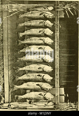 American fishes; a popular treatise upon the game and food fishes of North America, with especial reference to habits and methods of capture (1888) (14581897779) Stock Photo