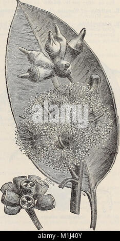 18th annual catalogue of the Germain Seed and Plant Co (1903) (14765668632) Stock Photo