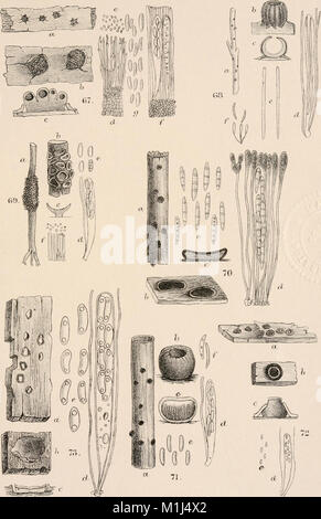 A manual of the British Discomycetes with descriptions of all the species of fungi hitherto found in Britain, included in the family and illustrations of the genera (1893) (14579152777) Stock Photo