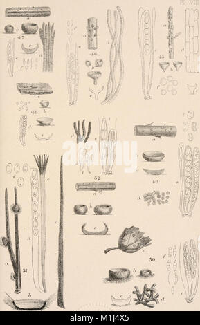 A manual of the British Discomycetes with descriptions of all the species of fungi hitherto found in Britain, included in the family and illustrations of the genera (1893) (14765289112) Stock Photo