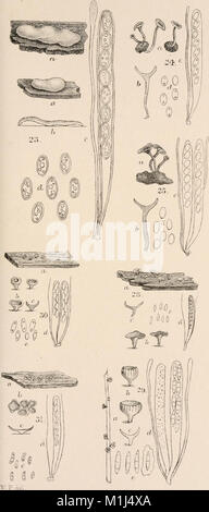 A manual of the British Discomycetes with descriptions of all the species of fungi hitherto found in Britain, included in the family and illustrations of the genera (1893) (14578968689) Stock Photo