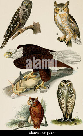 A popular handbook of the ornithology of eastern North America (1896) (14770269713) Stock Photo