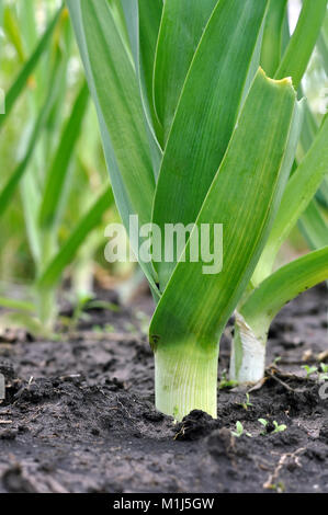 organically cultivated leek plantation in the vegetable garden , vertical composition Stock Photo