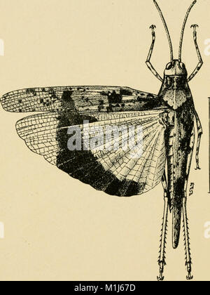 Agricultural entomology for students, farmers, fruit-growers and gardeners (1916) (17759007189) Stock Photo