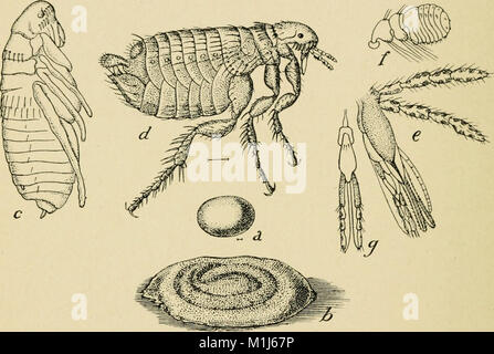 Agricultural entomology for students, farmers, fruit-growers and gardeners (1916) (17757961228) Stock Photo
