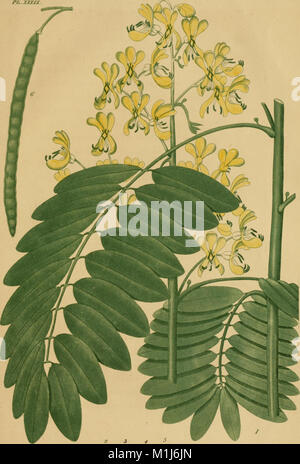 American medical botany, being a collection of the native medicinal plants of the United States, containing their botanical history and chemical analysis, and properties and uses in medicine, diet and (14577985969) Stock Photo