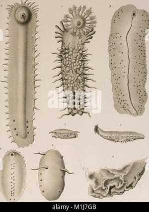 An account of the deep sea holothurioidea collected by the Royal Indian Marine Survey ship Investigator (1905) (16769132602) Stock Photo
