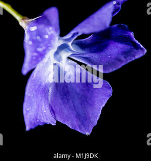 A macro shot of a periwinkle bloom. Stock Photo