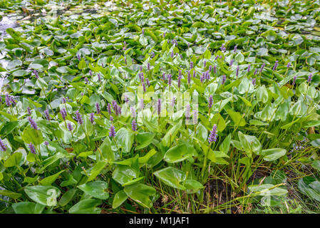 Heart-leaved pike herb (Pontederia Draba gilliesii), Herzblättriges Hechtkraut (Pontederia cordata) Stock Photo