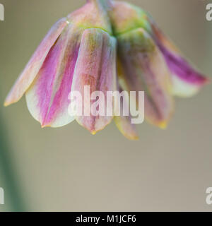 A macro shot of the flower bells of a s Stock Photo