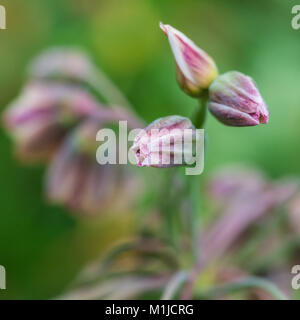 A macro shot of the flower buds of a sicilian honey garlic plant. Stock Photo