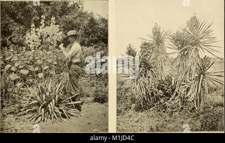 A descriptive catalogue of useful fiber plants of the world - including the structural and economic classifications of fibers (1897) (14783063302) Stock Photo