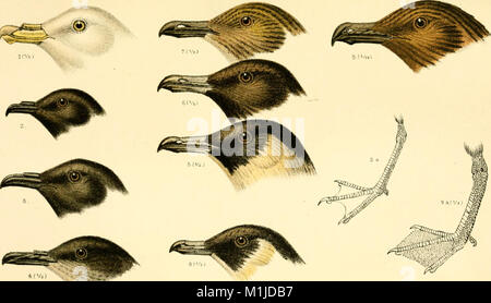 A handbook of British birds, showing the distribution of the resident and migratory species in the British islands, with an index to the records of the rarer visitants (1901) (14563807219) Stock Photo