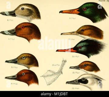 A handbook of British birds, showing the distribution of the resident and migratory species in the British islands, with an index to the records of the rarer visitants (1901) (14750449505) Stock Photo