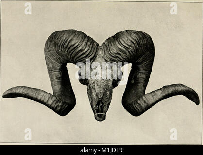 After wild sheep in the Altai and Mongolia; (1900) (14755127946)