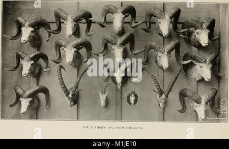 After wild sheep in the Altai and Mongolia; (1900) (14591658267)