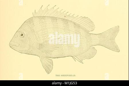 American fishes; a popular treatise upon the game and food fishes of North America, with especial reference to habits and methods of capture (1888) (14768225512) Stock Photo