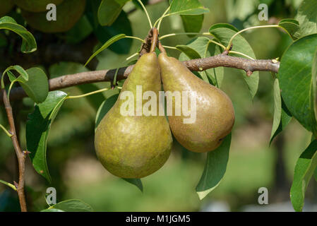 The BOSCS BOTTLE PEAR pear (Pyrus communis), Birne (Pyrus communis BOSCS FLASCHENBIRNE) Stock Photo